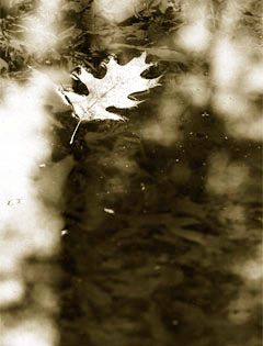 Blatt auf Wasser