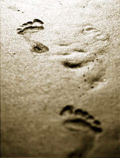 Spuren im Sand Spuren im Sand